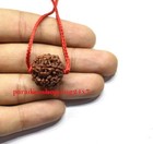 Lab Certified 7 Mukhi Rudraksha   Seven Face Rudraksha Nepal Bead Size 20-22 Mm