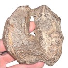 Natural Hag Stone 8 0 Oz 