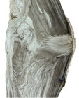 Large Fossilized Petrified Wood Slab 17x5 Polished Natural Display Specimen