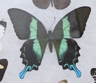 Real Framed Butterfly Collection  7