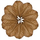 Leaf Litter For Snakes 10 Pcs Medium Indian Almond Catappa Leaves Substrate