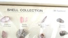 Vintage 1960 s 35 Pc Boxed Seashell Collection Mounted   Labeled Japan