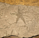 Fossil Starfish From The Lower Triassic Of Northern Italy Werfen Formation