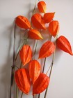 Six 6 -10  Natural Dried Chinese Lantern Stems  Two Seed Pods Each Stem