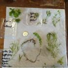No Floater Sampler 10 Species Low Tech Plant Live Freshwater Trims Aquarium Easy