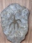Ophiuroidea Brittle Star  Ordovician  Kataoua Formation  Morocco North Africa