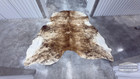 Brindle Medium Exotic Cowhide Rug 69 x77   5 8x6 4 Ft    Natural Home D  cor