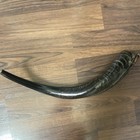 Curved Black Shofar  Approx  21 In Length