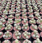 Tephrocactus Geometricus With Few Roots Cactus Succulent Home Bonsai