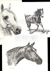  10  Schnauzer Pup  Portrait Dog Art Print   Pen And Ink Drawing   Jan Jellins