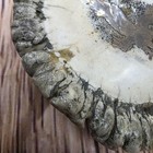 Vintage Antler Belt Buckle Silver Eagle Handmade Western Jr Signed 4 Inch Wide