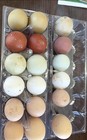 Rainbow Hatching Eggs  Chicken Variety  12 4 Shipping Included 
