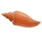 15-16cm Lightning Whirlpool Seashell Rare Natural Shell Aquarium Decoration 1pc