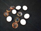 12 Red Cat Eye Shells  shiva Shells  Beach Crafts Nautical Coastal Decor