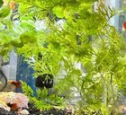 Buy 2 Get 1 Free Water Wisteria Hygrophila Difformis Bunch  Aquarium Plant