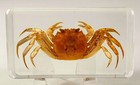 2 9  Real Freshwater Mitten Handed Golden Crab In Clear Lucite Resin Paperweight