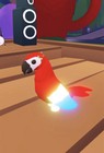 Neon Fly Ride  nfr  Parrot - Adopt Me  Roblox