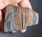 2 Species Of Trilobites Wanneria   Olenellus Cambrian Kinzers Fm  Pennsylvania