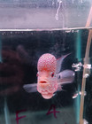 A   live Flowerhorn F3 Fish Male Super Red  Big Kok Head Size 4  B4