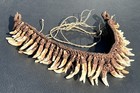 1950s - 1960s Old Papua New Guinea Ceremonial Dogs Fang Necklace 62 Canine Teeth