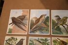 German Vintage Trade Avertising Card Kaisers Brust Caramellen Birds Lot Of 37