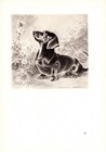 1947 Vintage Dachshund Print Morgan Dennis Dachshund Illustration Art 6926c