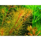 3 Stems Rotala Enie Live Aquarium Plants Beautiful    Free S h Rare  