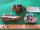 3 Pleistocene Ice Age Tapir Jaw Partials With Teeth From Florida