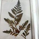 Vintage Pressed Leaf Framed    leather Fern  144    Botanical Specimen Art Retro