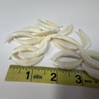 Lot Of 20 Assorted Coyote Fangs Teeth Goth Odd Craft Real Taxidermy Cleaned 4090