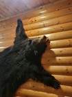 Vintage Black Bear Bearskin Rug With Head