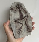 Unique Real Frog Fossil Rare Chinese Best Triassic Keichousaurus Toad Collection