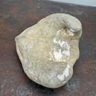 Bivalve Clam Steinkern Fossil Turtle Head Cucullaea Recendens False Ark Shell 