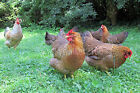 10  Bielefelder Fertile Hatching Eggs   Flock Is From 2011   13 Import Bloodline