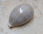 F Cypraea Camelopardalis Wow Large Size 82mm F    Red Sea Shell Superb Lyncina