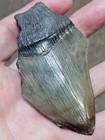 3  Authentic Prehistoric Megalodon  Fossil Shark Tooth Teeth 100  Authentic 