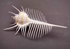 Venus Comb Murex Seashell Murex Pecten  1 Shell Approx  3 5  Inches 