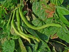 Pinto Bean Seeds  30    Non-gmo Heirloom Bush Bean   Florida Grown   Organic