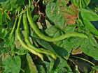 Pinto Bean Seeds  50    Non-gmo Heirloom Bush Bean   Florida Grown   Organic