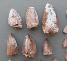 Lot Of 50 Triassic Phytosaur Fossil Teeth - Redonda Formation New Mexico