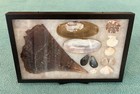 Vintage Display Of Pinnidae Species  pen Shell  Clam   Other Seashells W  Stand