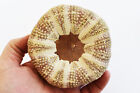 1 Beautiful Alfonso   Gator Sea Urchin 3-4  Beach Crafts Air Plant Holder Decor