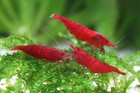 Live Freshwater Aquarium Fancy Bloody Mary Shrimp Premium Quality  neocaridina 