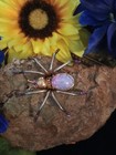 Vintage Art Deco Opal Cabachone Purple Crystal Figural Spider Pin Brooch