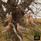Avery Outdoors Greenhead Gear Ghg Clip On Mourning Dove Decoys 6 Pack 1 2 Dozen