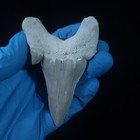 Authentic Shark Fossil Teeth Rare Otodus Obliquus Tooth Marine Megalodon Fossils