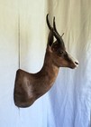 Excellent Dark Chocolate   Black Springbok Shoulder Mount