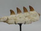 Fossil Mosasaur Teeth In Original Jaw Bone Cretaceous Morocco   Display Stand