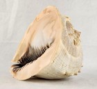 Large Horned Queen s Helmet Conch Sea Shell - 2 6 Lbs - 8 5  Long