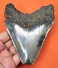 Megalodon Shark Tooth - 4 33    - Real Fossil - Shark Teeth - No Restorations